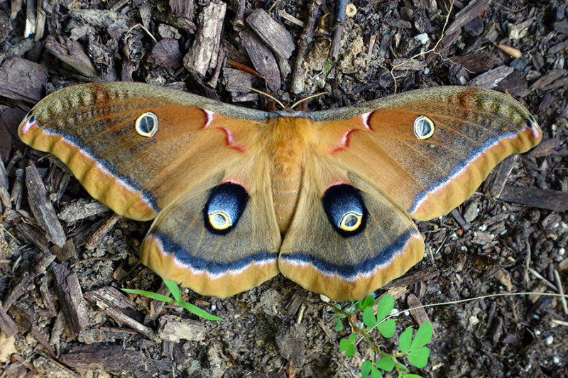 Polyphemus moth (Antheraea polyphemus) in the backyard at home, St. Leonard, MD