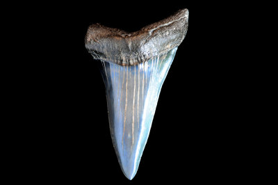 Mako (Southeast USA) Large specimen, nearly 3 inches in length