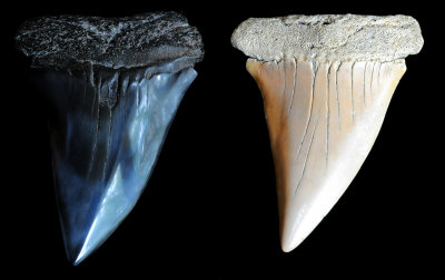 Two large Mako teeth