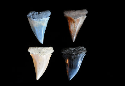Four large Mako teeth