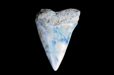 Mako (Southeast USA)