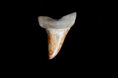 Mako (Southeast USA)