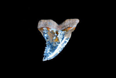 Hemipristis serra - Florida