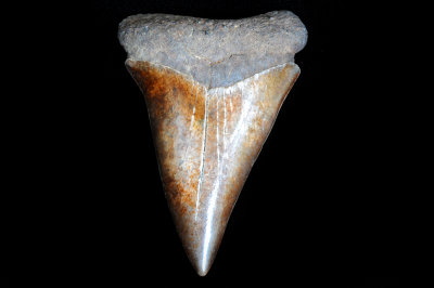 Mako (Southeast USA) Large specimen, nearly 3 inches in length