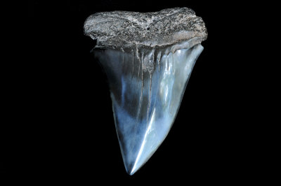 Mako (Southeast USA) Large specimen, nearly 3 inches in length