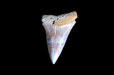 Mako (Southeast USA)