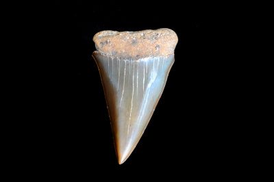 Mako (Southeast USA)