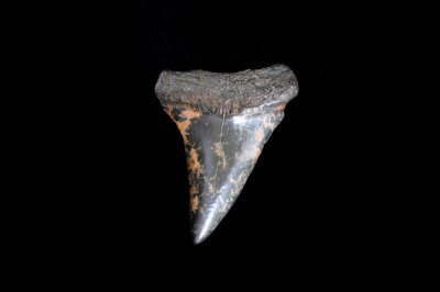 Mako (Carolinas)