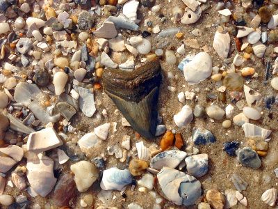 2 3/4 inch Megalodon shark tooth found on the bottom of bay 10 feet from waterline.  Moved to nearby shore for photo.