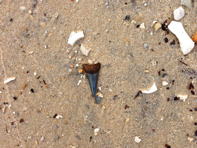 1 3/4 inch Mako shark tooth found as shown on the beach.