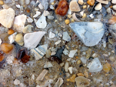 1 1/8 inch Mako shark tooth found as shown on the beach.