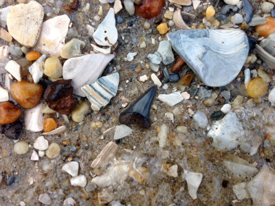 1 1/8 inch Mako shark tooth found as shown on the beach.