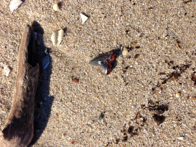 1 1/4 inch Snaggletooth shark tooth shown as found on the beach