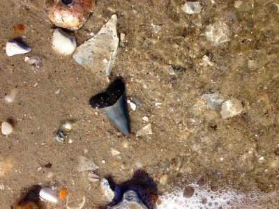 2 inch Mako shark tooth shown where found
