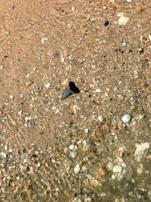 2 3/8 inch Mako shart tooth shown where found on the beach