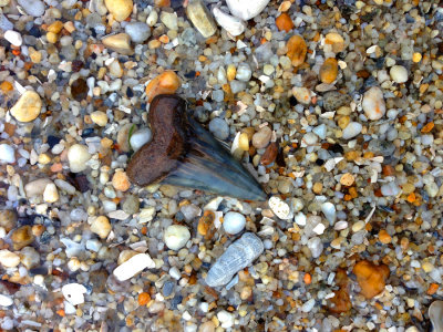 2 5/8 inch Mako shark tooth found in the surf.  Moved to nearby shore for photo.