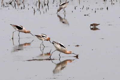 Shore birds at Prime Hook National Refuge Delaware