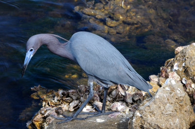 Little Blue Heron, Ding Darling Refuge, Sanibel Island Florida