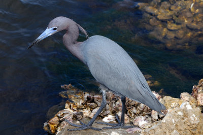 Little Blue Heron, Ding Darling Refuge, Sanibel Island Florida