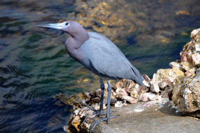 Little Blue Heron, Ding Darling Refuge, Sanibel Island Florida