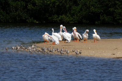 White Pelicans, Ding Darling Refuge, Sanibel Island Florida