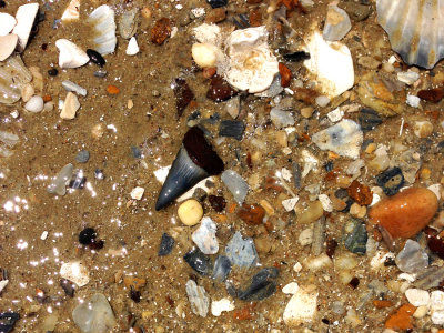 Small 1 1/2 inch Mako shark tooth shown where found 