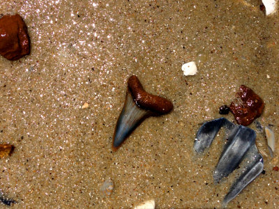 Small 1 1/4 inch Mako shark tooth shown where found 