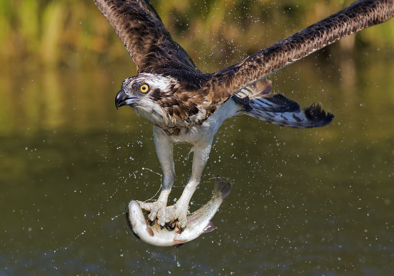 Osprey
