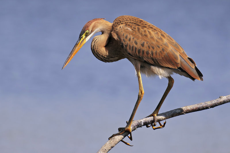 Purple Heron