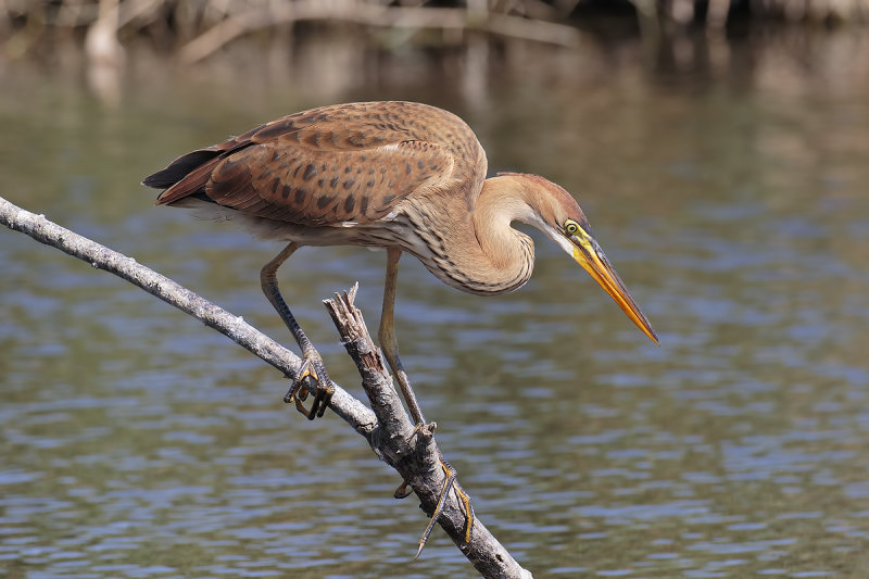 Purple Heron