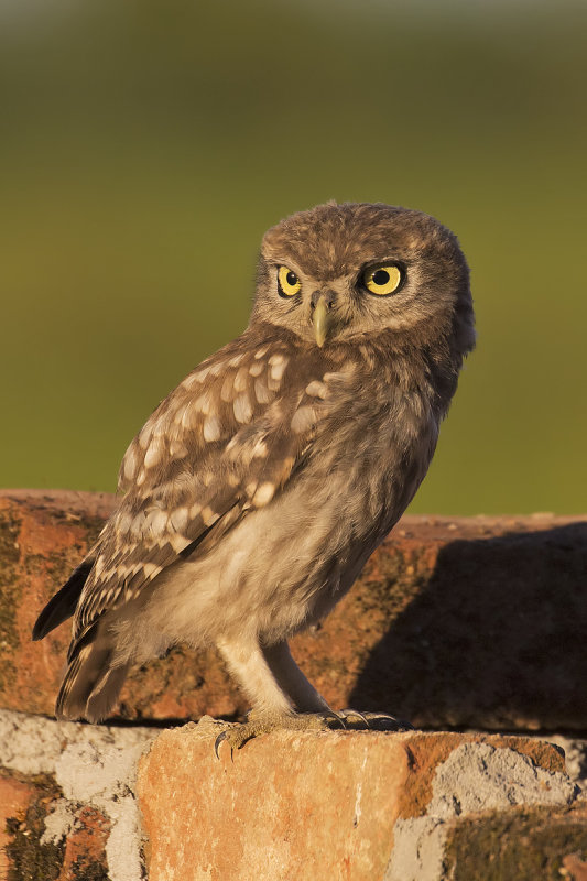 Little Owl