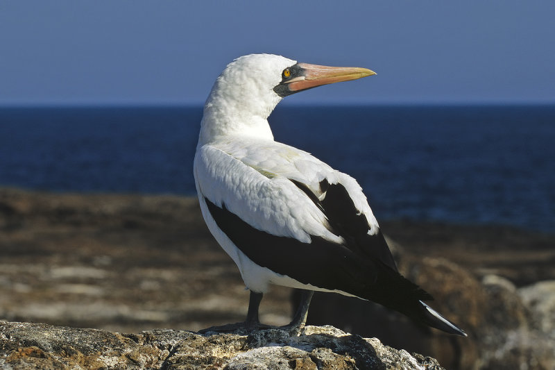 Nazca Booby