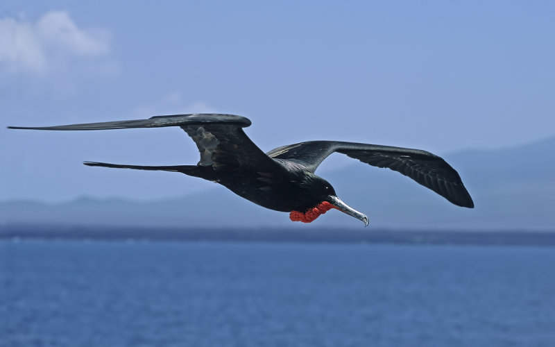 Magnificent Frigatebird