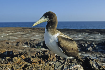 Young Nazca Booby