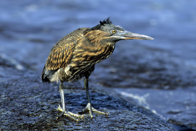 Lava Heron