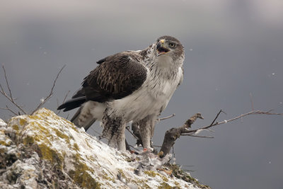 Bonelli's Eagle