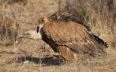 Griffon Vulture