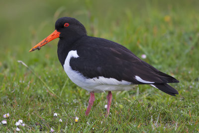 Oystercatcher