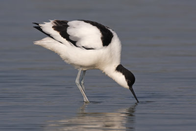 Avocet