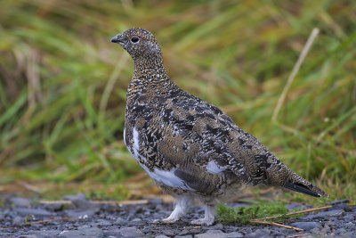 Rock Ptarmigan