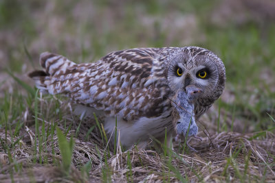 Short Eared Owl