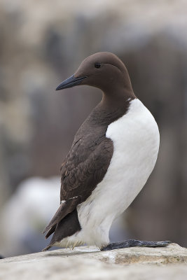 Guillemot