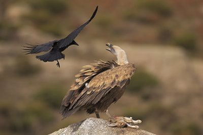 Griffon Vulture and Raven