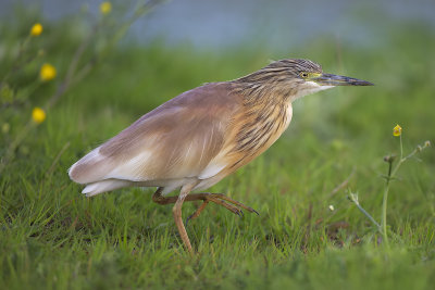 Squacco Heron