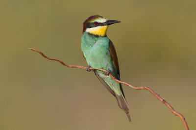 Bee-eater