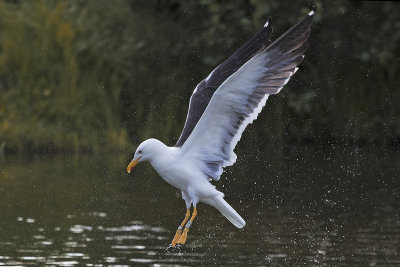 Great Black-backed Gull