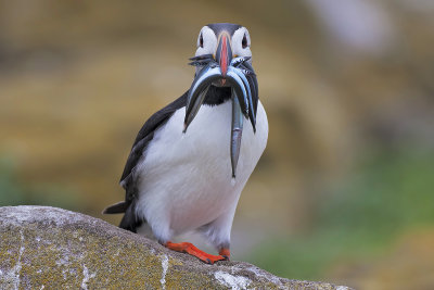 Puffin