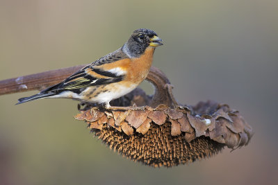 Brambling