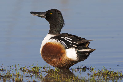 Northern Shoveler