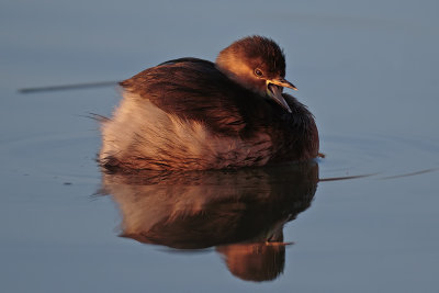 Little Grebe
